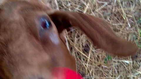 Goat eats a Rose