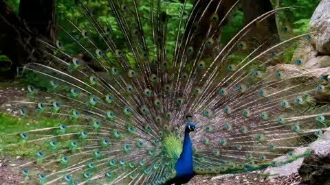 Peacock video how beautiful it looks while showing off the beauty dancing peacock