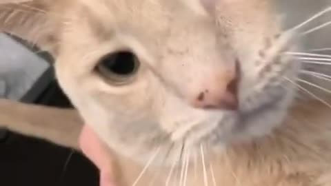 Cute wholesome cat shows love to his human