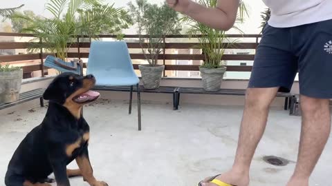 HOW TO TRAIN YOUR DOG TO SPEAK( BARKING) COMMAND|ROTTWEILER DOG TRAINING