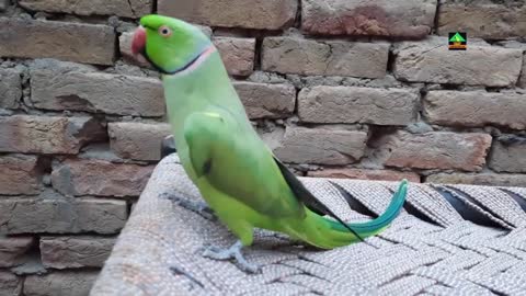 Meet Einstein Amazing Ringneck Talking Parrot--Einstein Gorgeous New Member Of Talking Parrot Family