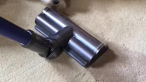 Schnauzer vs Vacuum