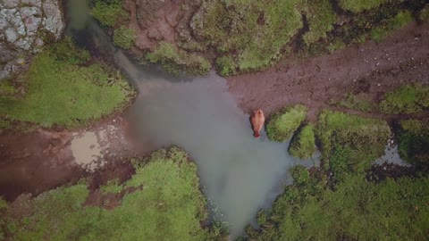 Aerial view of a muddy road with a puddle and a cow