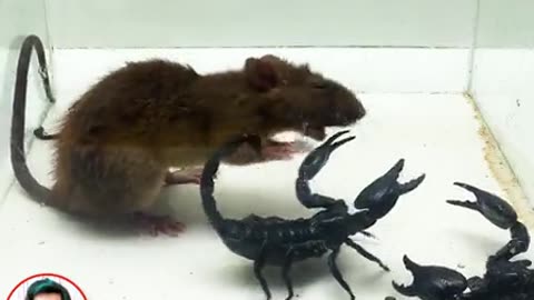 Big rat and 3 scorpion fighting