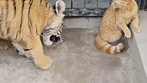 Beby Tiger and cat fight