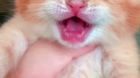 New born cat,cats video,cute cats