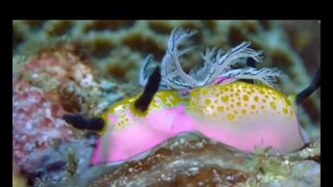 amazing underwater animals