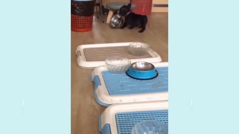 Super dog funny video 🐶🐶🐶🐶🐶