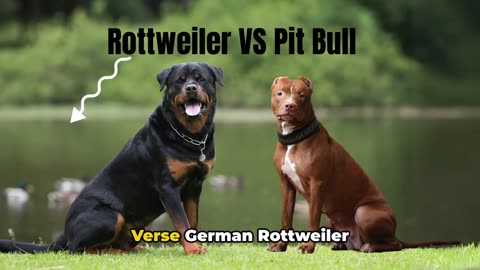 7 Things You Must NEVER Do To Your Rottweiler Dog