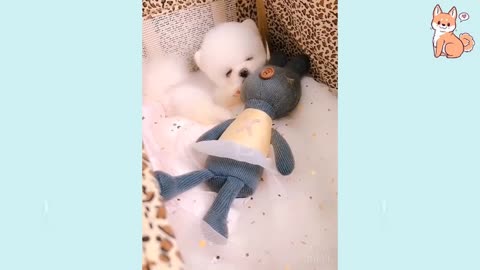 Cute Puppies clips compilation.🐕🐕❤✨
