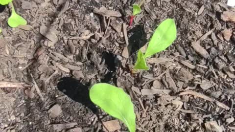 Picking radish microgreens #growyourownfood #gardening