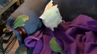 Nosey little parrots won’t let Bella the Cocky nest in piece