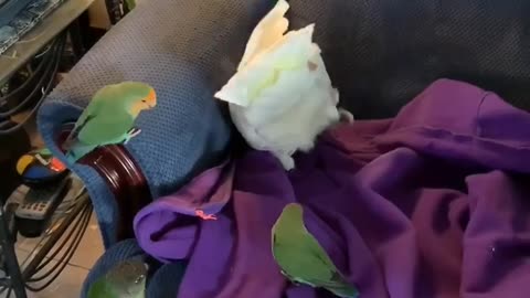Nosey little parrots won’t let Bella the Cocky nest in piece