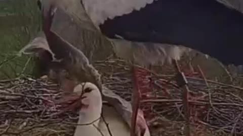 Papa Stork Brings Blanket To Keep Momma🥰 Warm