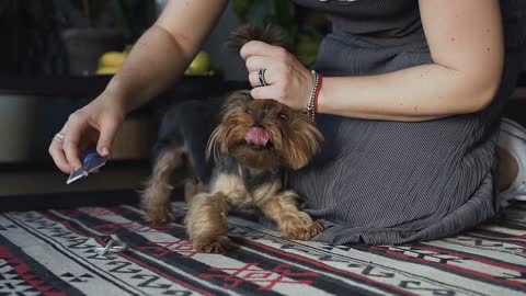 close-up Woman comb out brushed dog breeds yorkshire terrier and plaire hair