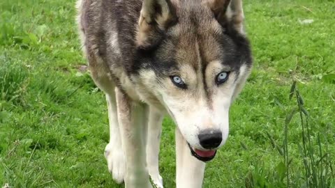 The dog walks beautifully in the forest