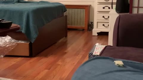 Cat Slips and Falls During Zoomies