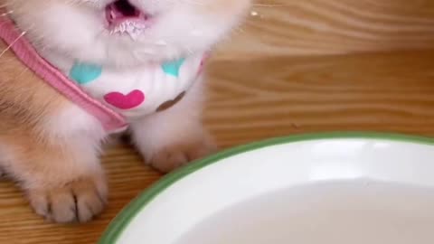 "Feline Cuties: Adorable Kittens Enjoying Their Milk Break"