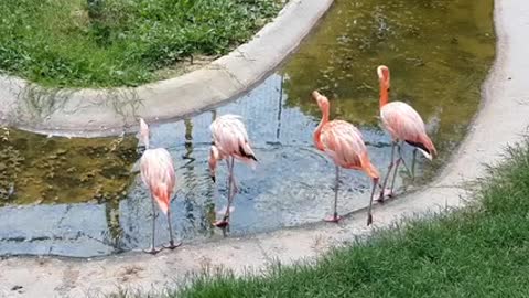 Birds float in the water