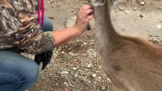 A girl petting a deer