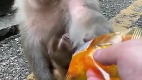 The monkey video