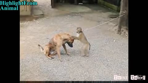 Monkey vs Dog Funny Vide0
