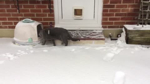 Cat discovers snow for the first time and absolutely loves it