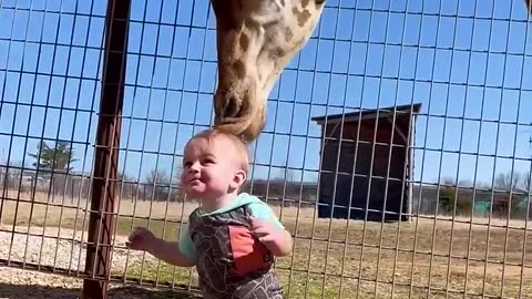 Enjoy cute Giraffe gives baby