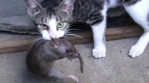 Fight!!! Cat vs Huge Rat