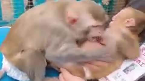 Smart Monkey Baby Screaming Loudly Till He Gets Milk