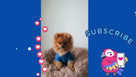 cute dog wearining blue sewter beautiful look