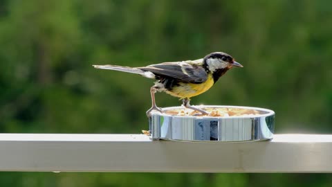 Watch this beautiful bird Why not eat