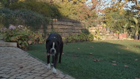 Black dog in the garden