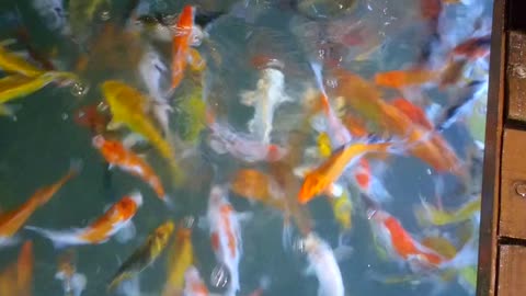 Color fish's 🐠