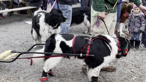 Newfoundland Happily Tows Wagon Along