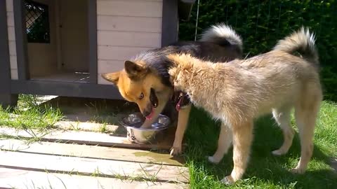 Funny Dog Video : Dog Splashing in Water Bowl