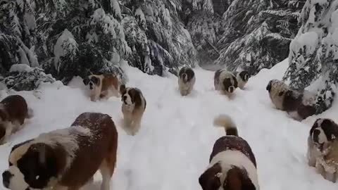 Dogs playing on snow