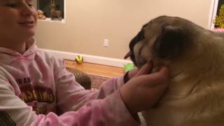 Girl Blows On Pug’s Long Tongue