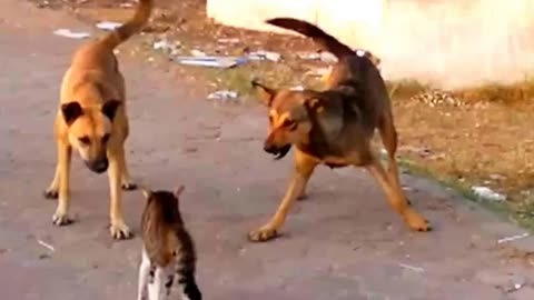 cat attacks 5 dogs