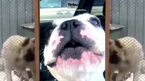 Singing dog beautifil