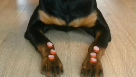 Rottweiler funny video