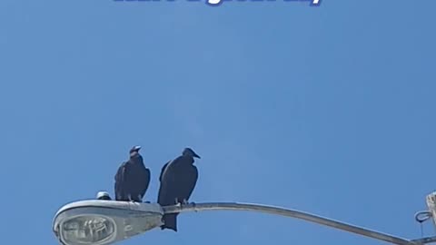 They are waiting for someone to poop on. #birds #nature #shorts