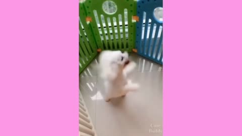 Cute Dog jumping around and playing joyfully #4