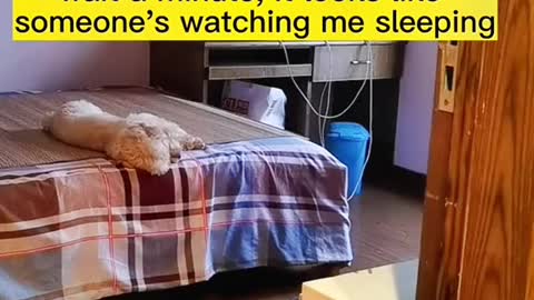 Observe the funny side of pets to make you laugh and enjoy the good mood