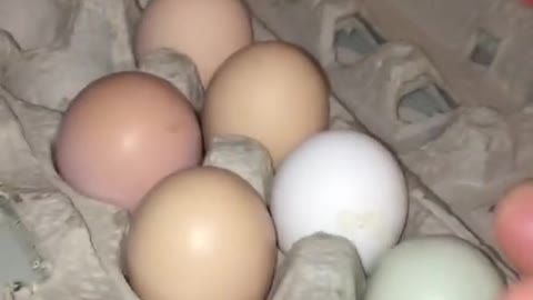 Egg Inside of an Egg