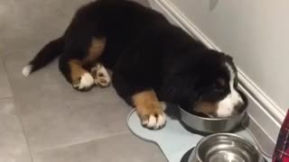 Lazy puppy won't even stand up to eat