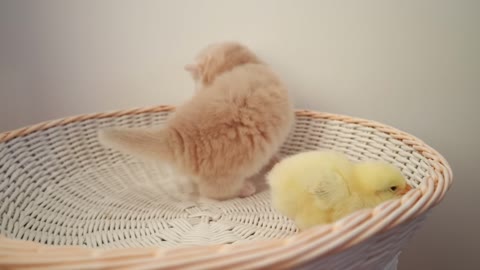 The most cute kitty and chick playing together -Hide &Seek