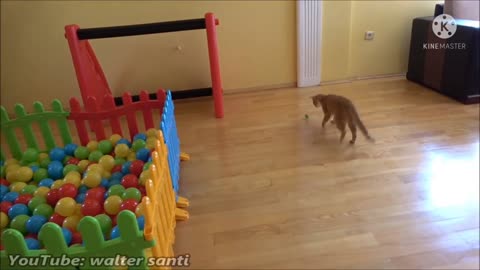 Funny cats, cat playing with balls