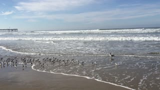 Shore birds Pismo Beach, CA