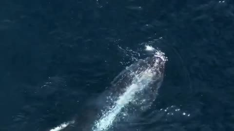 Friendly whale